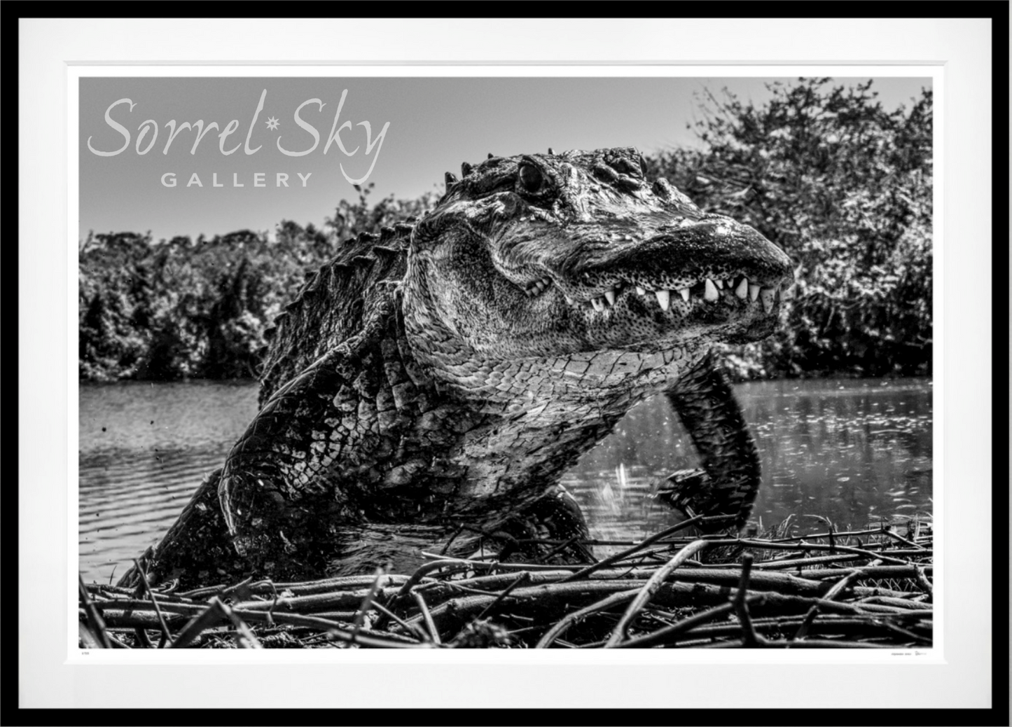 FLORIDA-Photographic Print-David Yarrow-Sorrel Sky Gallery
