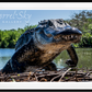 FLORIDA (Colour)-Photographic Print-David Yarrow-Sorrel Sky Gallery