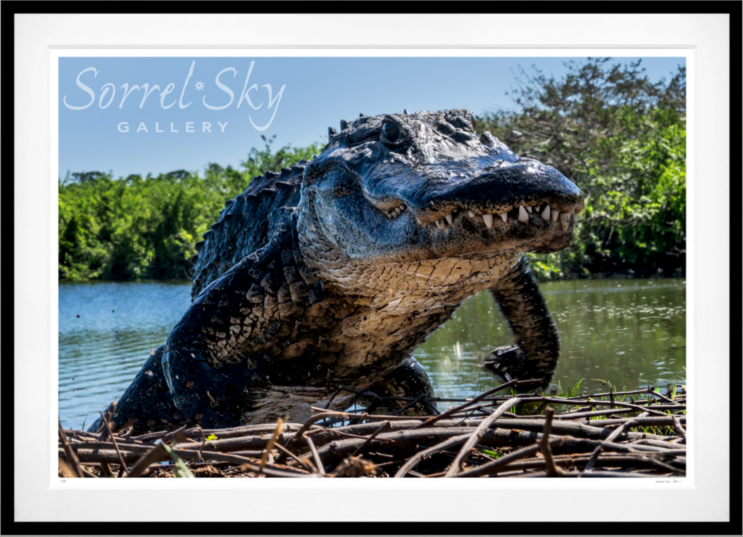 FLORIDA (Colour)-Photographic Print-David Yarrow-Sorrel Sky Gallery