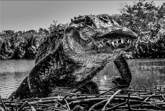 FLORIDA-Photographic Print-David Yarrow-Sorrel Sky Gallery