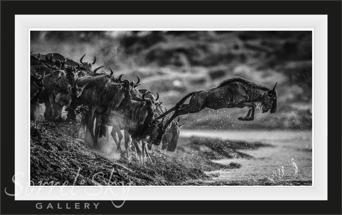 FOLLOW THE LEADER-Photographic Print-David Yarrow-Sorrel Sky Gallery