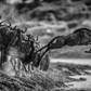 FOLLOW THE LEADER-Photographic Print-David Yarrow-Sorrel Sky Gallery