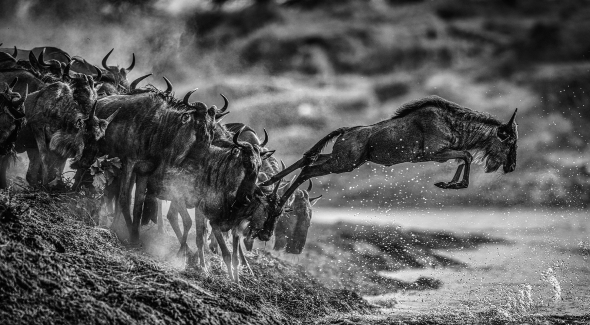 FOLLOW THE LEADER-Photographic Print-David Yarrow-Sorrel Sky Gallery