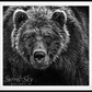 Face Off-Photographic Print-David Yarrow-Sorrel Sky Gallery