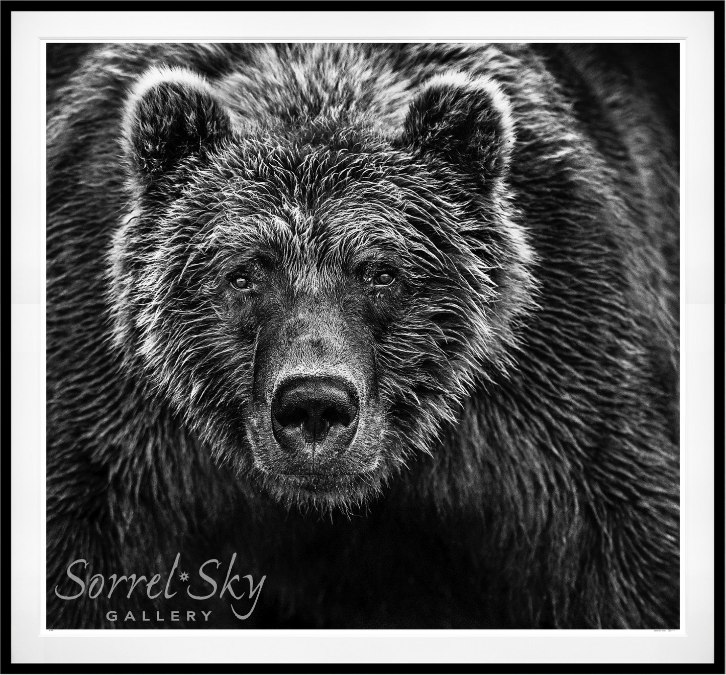 Face Off-Photographic Print-David Yarrow-Sorrel Sky Gallery