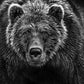 Face Off-Photographic Print-David Yarrow-Sorrel Sky Gallery