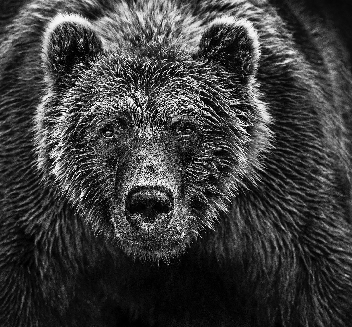 Face Off-Photographic Print-David Yarrow-Sorrel Sky Gallery
