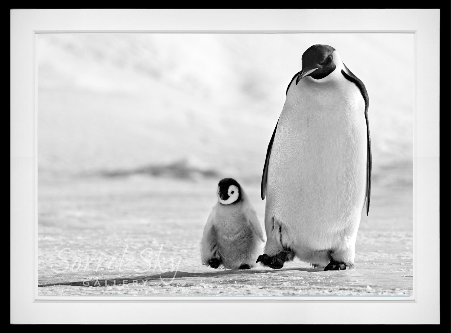 Father and Son-Photographic Print-David Yarrow-Sorrel Sky Gallery