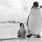 Father and Son-Photographic Print-David Yarrow-Sorrel Sky Gallery