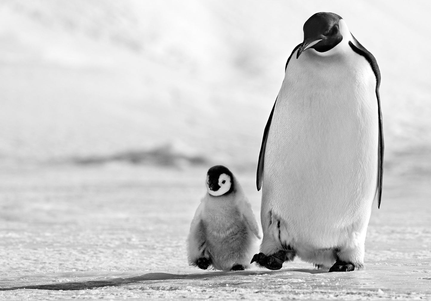 Father and Son-Photographic Print-David Yarrow-Sorrel Sky Gallery