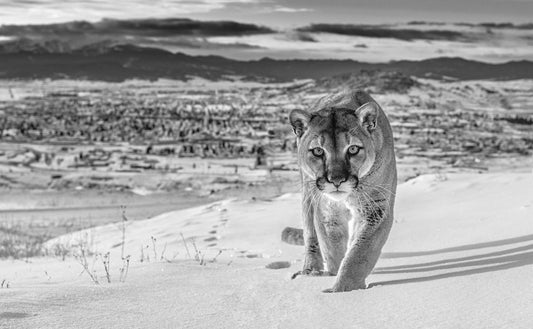 Frontier Town ~ black and white