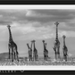 GIRAFFE CITY-Photographic Print-David Yarrow-Sorrel Sky Gallery