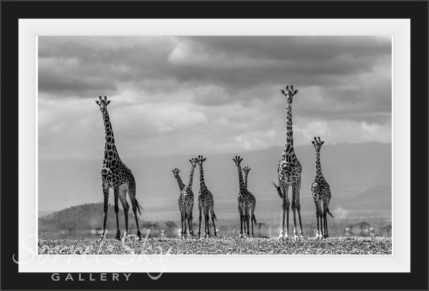 GIRAFFE CITY-Photographic Print-David Yarrow-Sorrel Sky Gallery