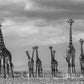 GIRAFFE CITY-Photographic Print-David Yarrow-Sorrel Sky Gallery