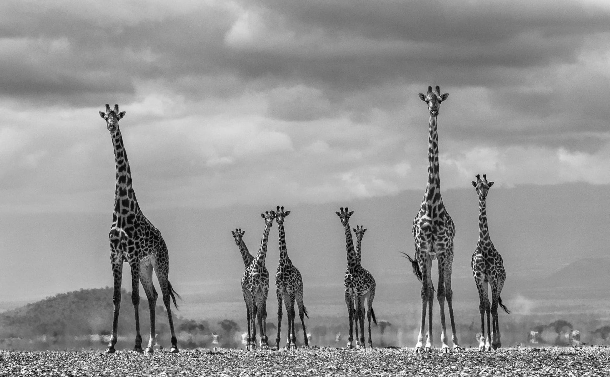 GIRAFFE CITY-Photographic Print-David Yarrow-Sorrel Sky Gallery