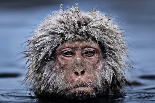 Grumpy Monkey (Colour)