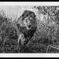 Gold-Photographic Print-David Yarrow-Sorrel Sky Gallery