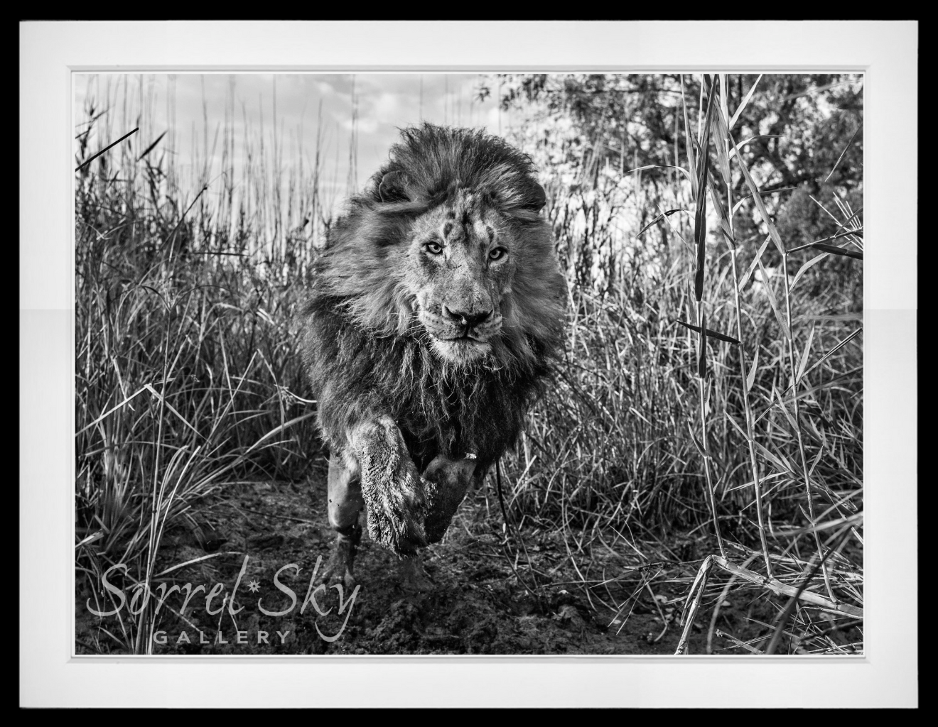 Gold-Photographic Print-David Yarrow-Sorrel Sky Gallery