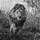 Gold-Photographic Print-David Yarrow-Sorrel Sky Gallery