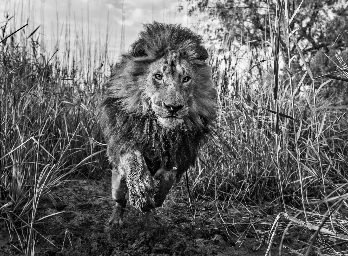 Gold-Photographic Print-David Yarrow-Sorrel Sky Gallery