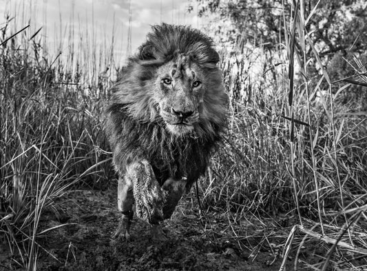 Gold-Photographic Print-David Yarrow-Sorrel Sky Gallery