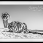 Goodnight Mr. Bond-Photographic Print-David Yarrow-Sorrel Sky Gallery