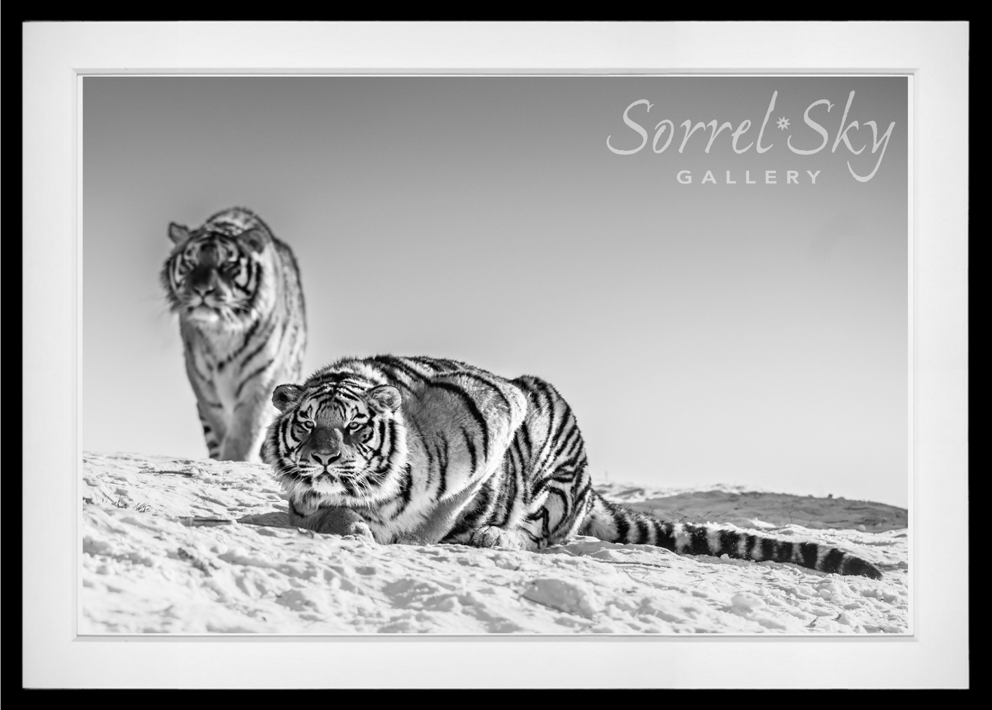 Goodnight Mr. Bond-Photographic Print-David Yarrow-Sorrel Sky Gallery