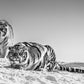 Goodnight Mr. Bond-Photographic Print-David Yarrow-Sorrel Sky Gallery