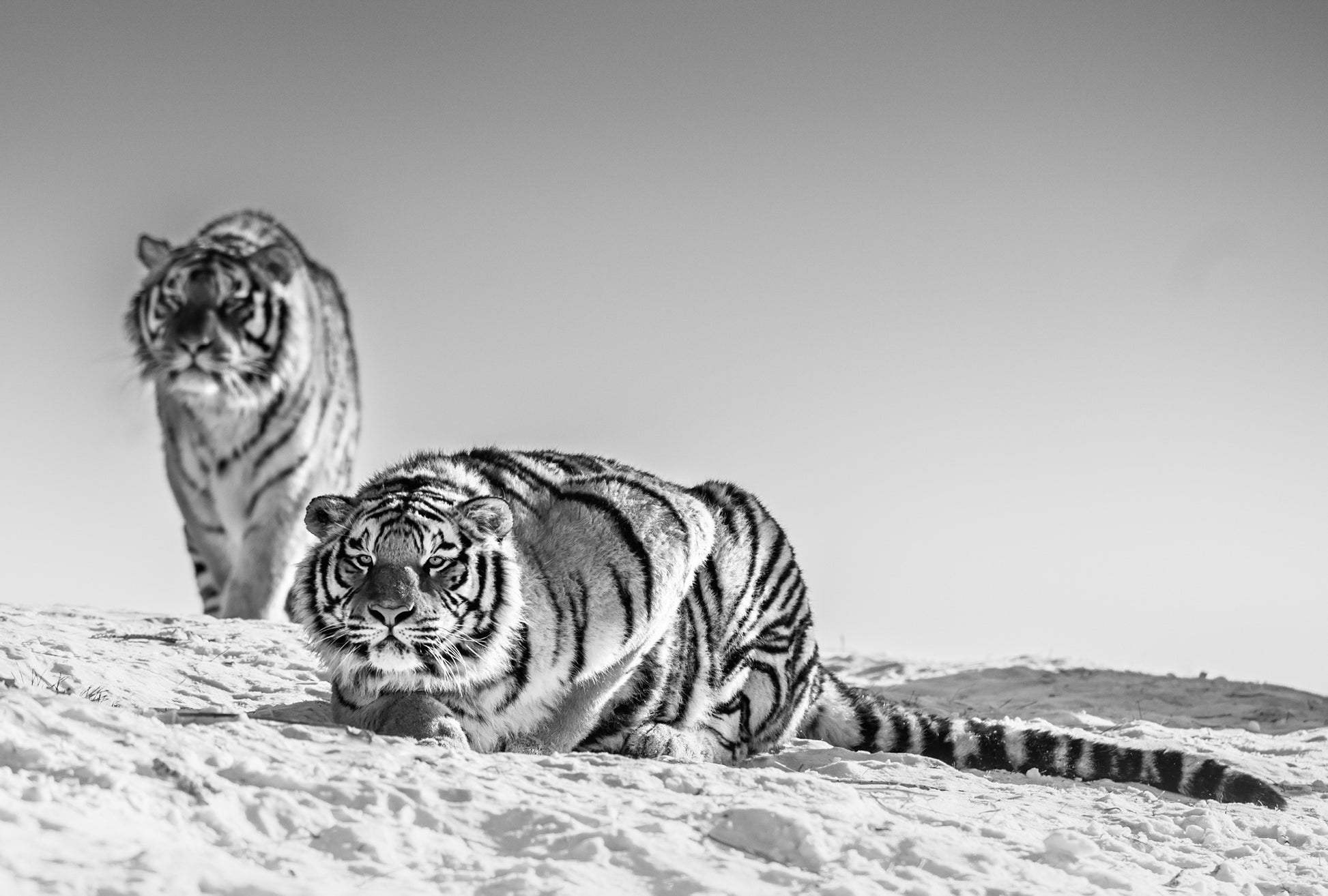 Goodnight Mr. Bond-Photographic Print-David Yarrow-Sorrel Sky Gallery