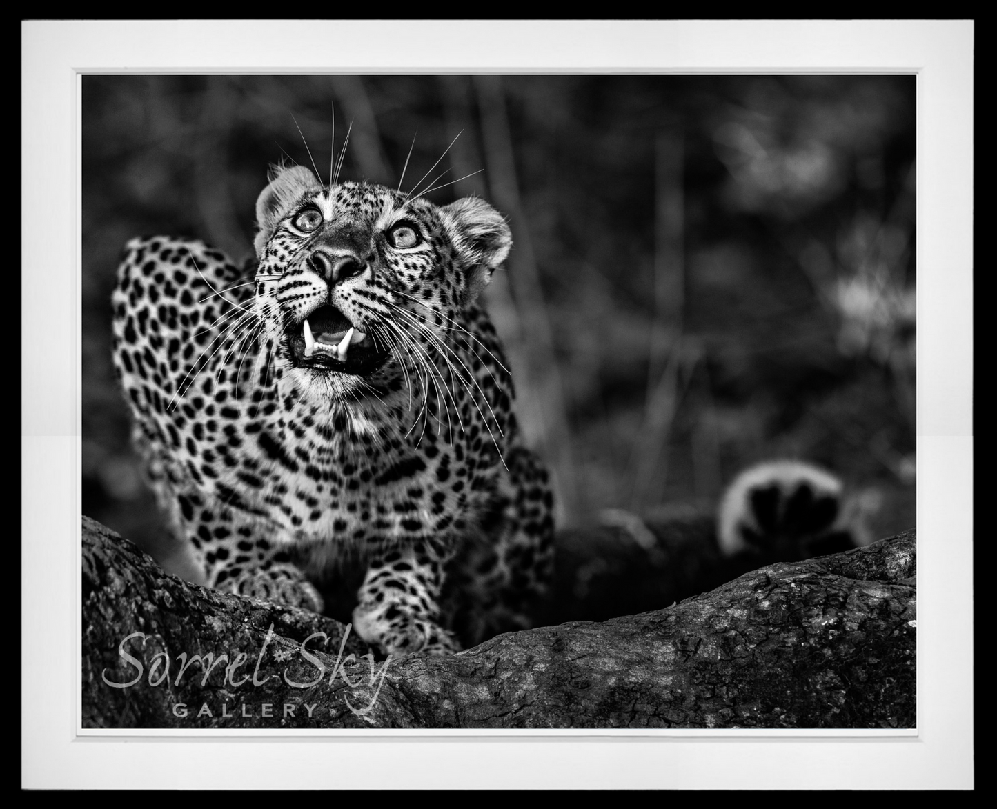 Ground Alert-Photographic Print-David Yarrow-Sorrel Sky Gallery