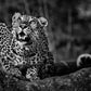 Ground Alert-Photographic Print-David Yarrow-Sorrel Sky Gallery