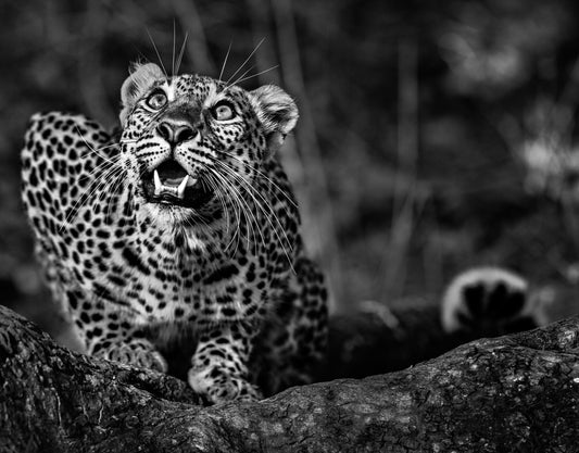 Ground Alert-Photographic Print-David Yarrow-Sorrel Sky Gallery