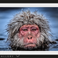 Grumpy Monkey (Colour)-Photographic Print-David Yarrow-Sorrel Sky Gallery