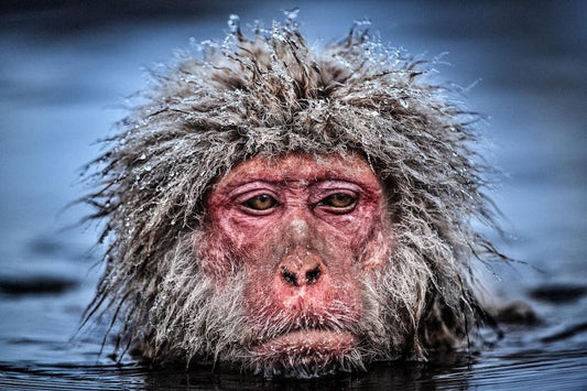 Grumpy Monkey (Colour)-Photographic Print-David Yarrow-Sorrel Sky Gallery