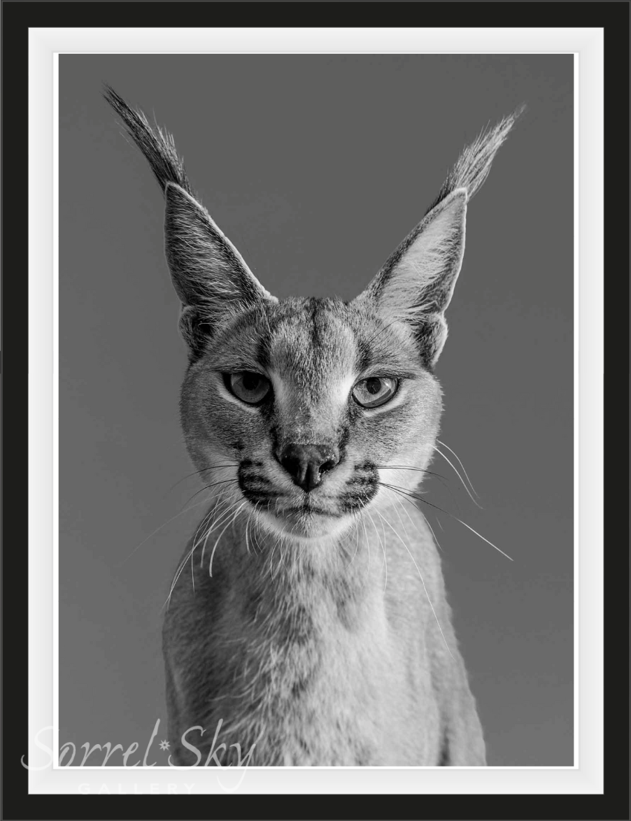 HARRY POTTER-Photographic Print-David Yarrow-Sorrel Sky Gallery