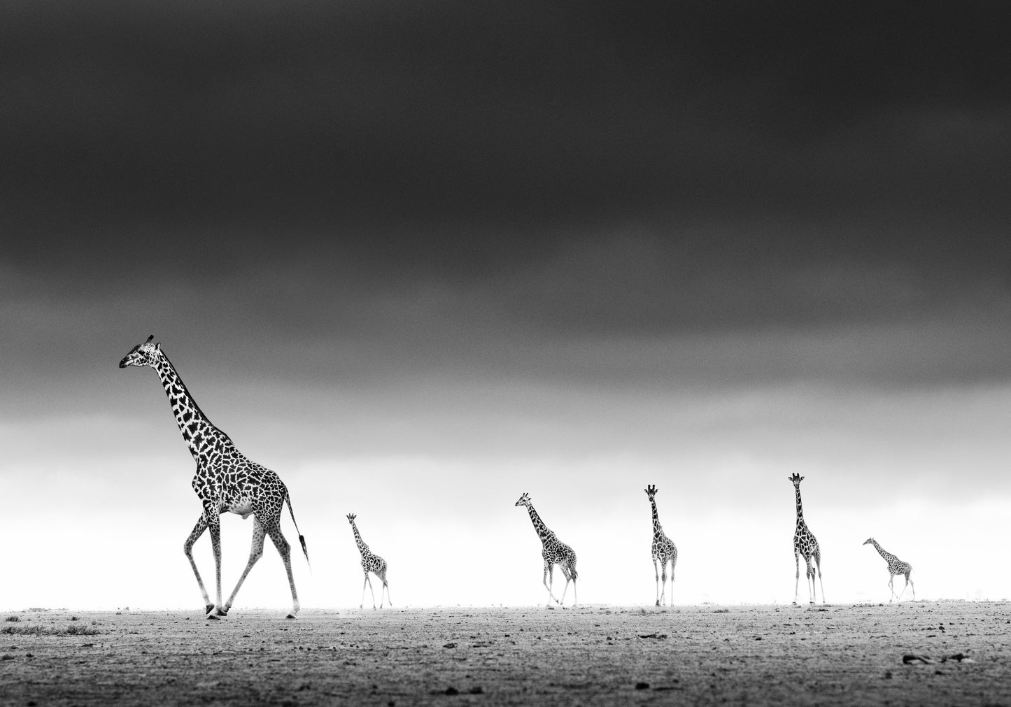 HIGH-Photographic Print-David Yarrow-Sorrel Sky Gallery