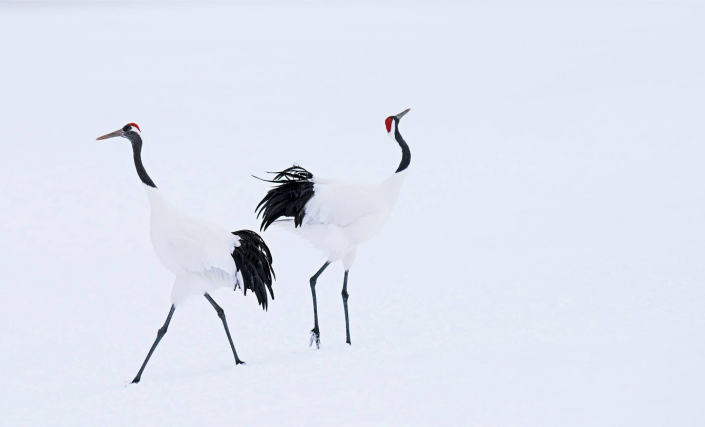 HOKKAIDO-Photographic Print-David Yarrow-Sorrel Sky Gallery