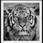 Harbin-Photographic Print-David Yarrow-Sorrel Sky Gallery