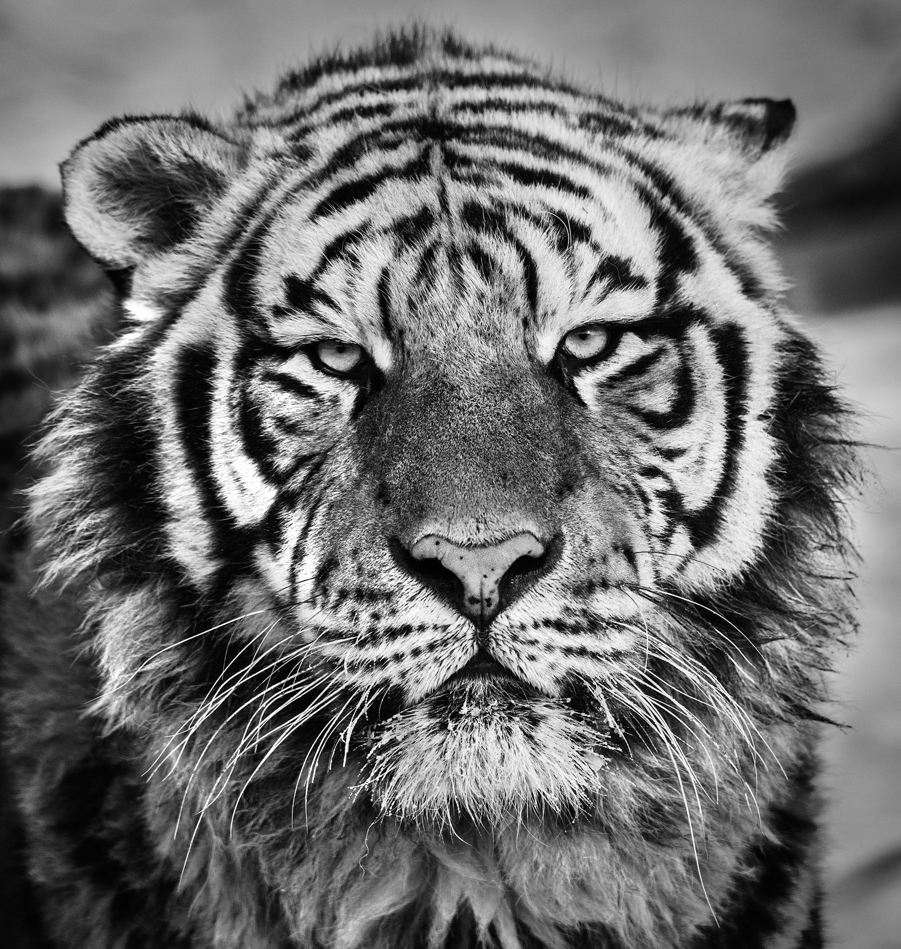 Harbin-Photographic Print-David Yarrow-Sorrel Sky Gallery