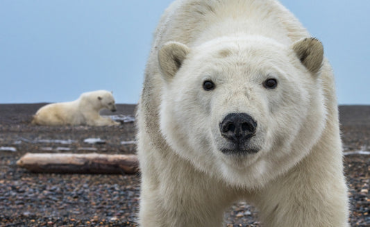 Hello (Colour)-Photographic Print-David Yarrow-Sorrel Sky Gallery