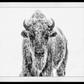 Ice Age-Photographic Print-David Yarrow-Sorrel Sky Gallery