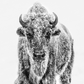 Ice Age-Photographic Print-David Yarrow-Sorrel Sky Gallery