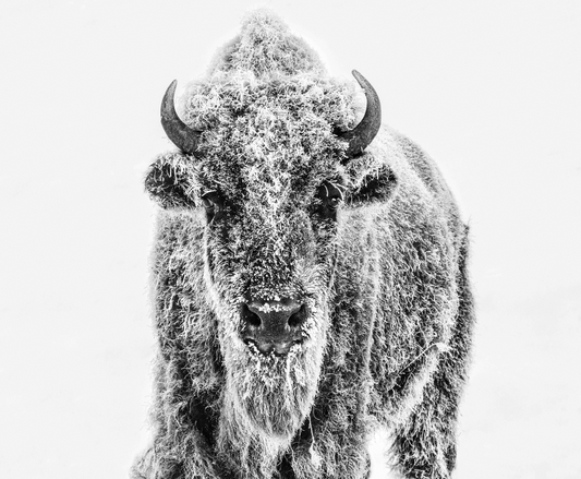 Ice Age-Photographic Print-David Yarrow-Sorrel Sky Gallery