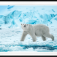 Ice Queen-Photographic Print-David Yarrow-Sorrel Sky Gallery