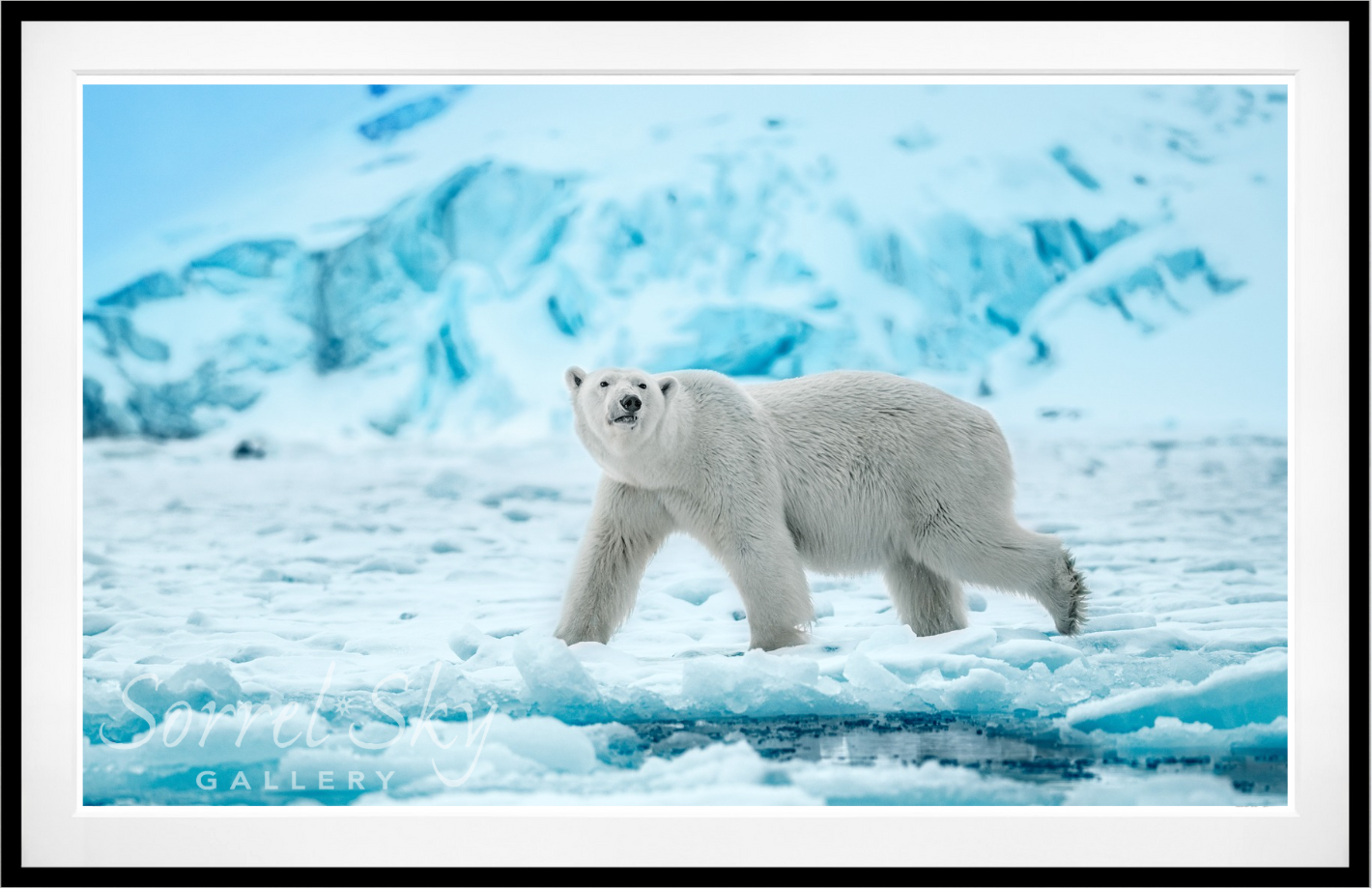 Ice Queen-Photographic Print-David Yarrow-Sorrel Sky Gallery
