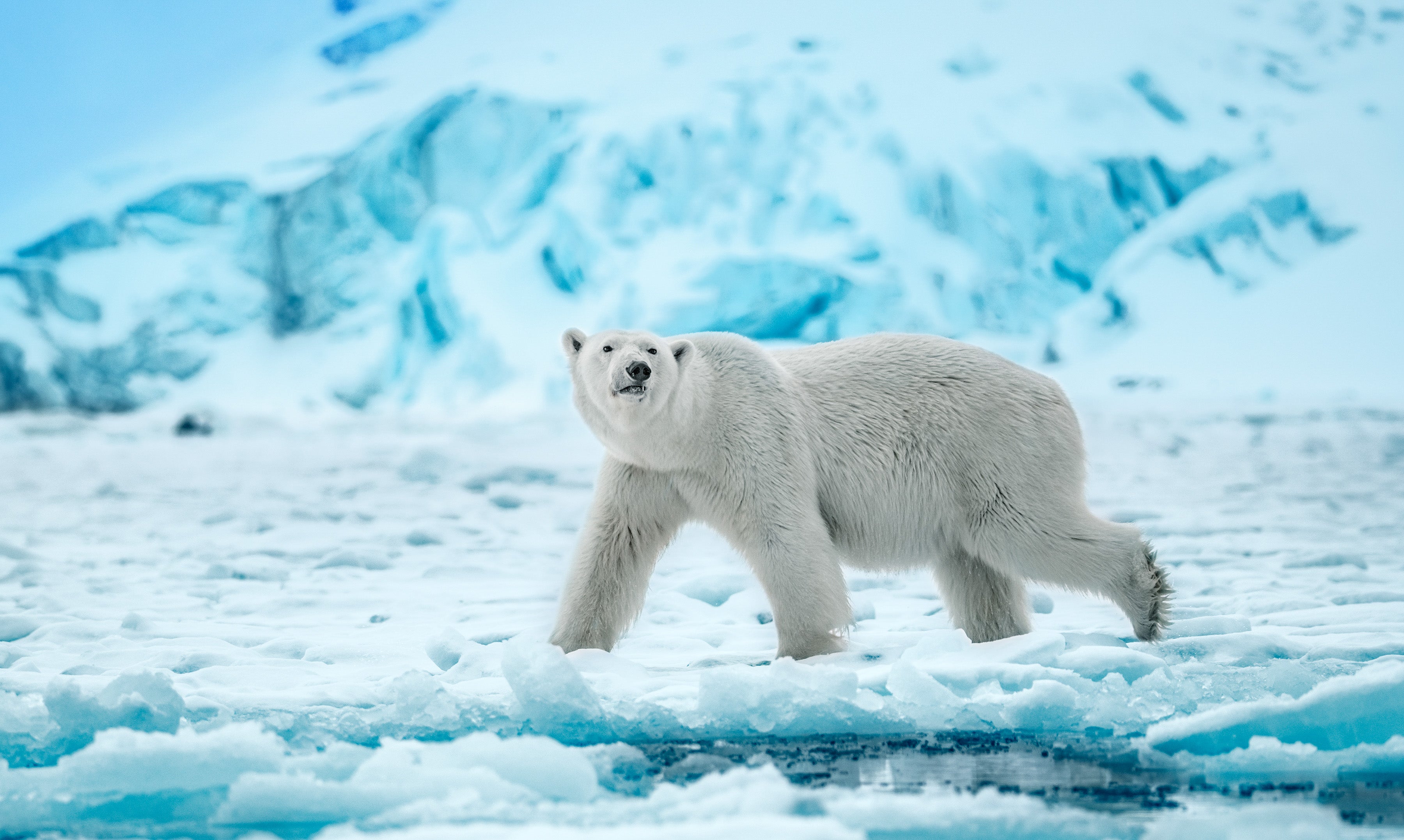 Ice Queen | Polar Bear | David Yarrow | Sorrel Sky Gallery