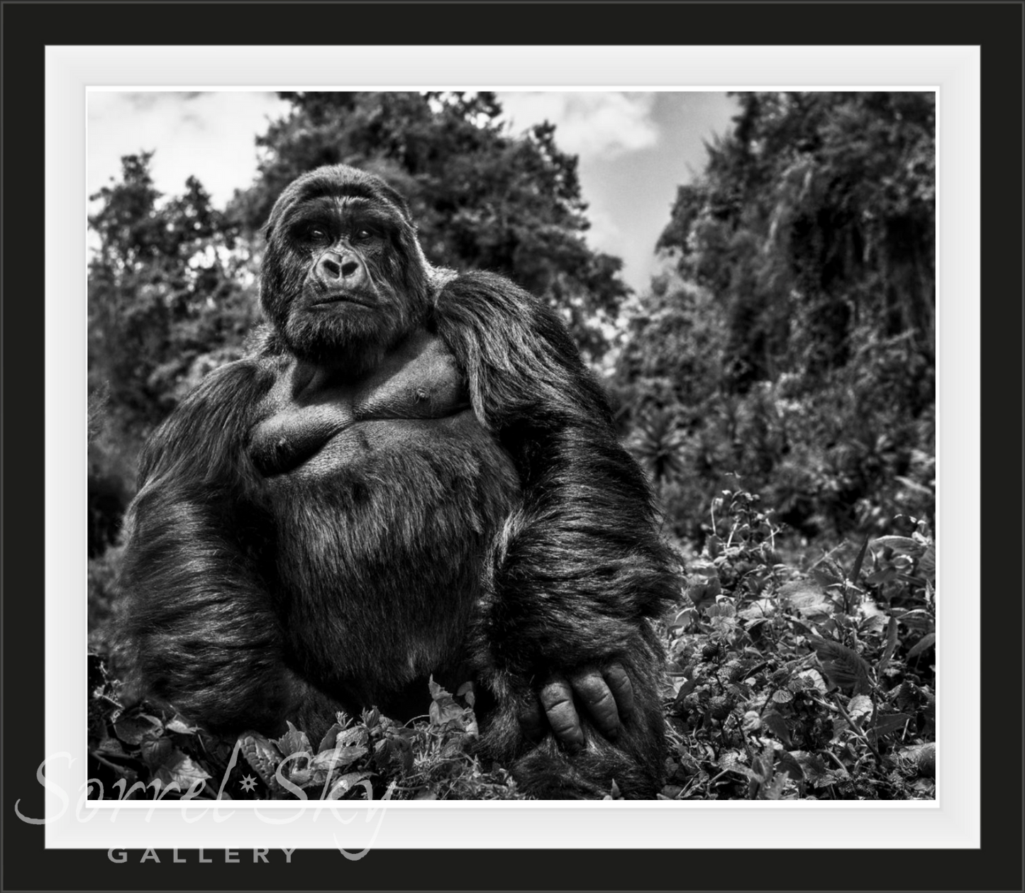 JUDGE AND JURY-Photographic Print-David Yarrow-Sorrel Sky Gallery