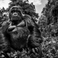 JUDGE AND JURY-Photographic Print-David Yarrow-Sorrel Sky Gallery