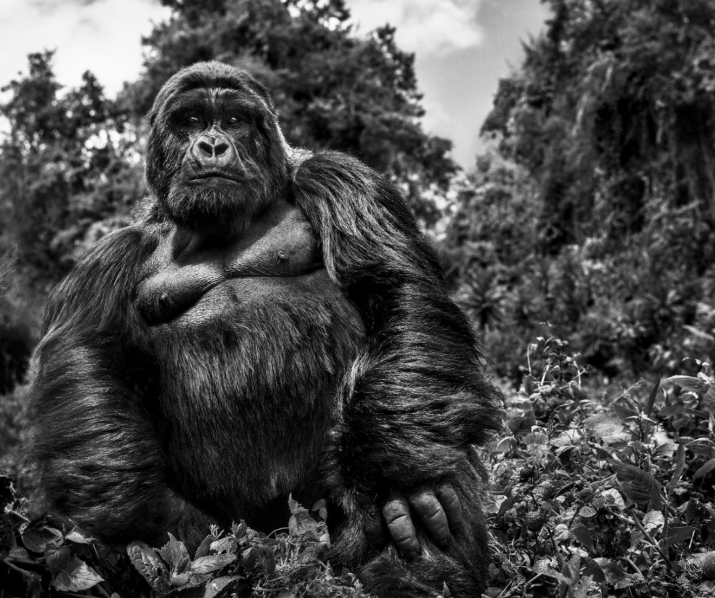 JUDGE AND JURY-Photographic Print-David Yarrow-Sorrel Sky Gallery