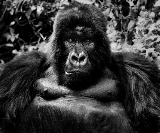 KING KONG-Photographic Print-David Yarrow-Sorrel Sky Gallery